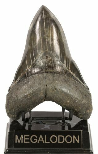 Serrated, Megalodon Tooth - Beautiful Lower #58472